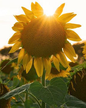 Sunflowers, Helianthus annuus by Alexander Ludwig