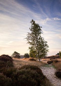 Transition from Heath to Sanddrift: A Tree in the First Glow of the Day