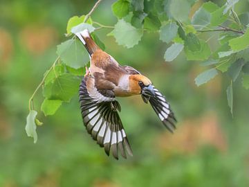Ein farbenfroher Kernbeißer im Flug von Katho Menden