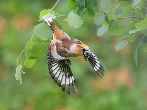 Een kleurrijke appelvink in vlucht