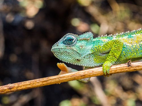 Caméléon coloré