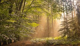 Radiant start of the day by Marloes ten Brinke