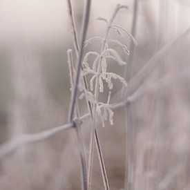 Eenzaam winters grassprietje langs de wei van Sandra Koppenhöfer