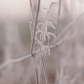 Un brin d'herbe d'hiver solitaire le long de la prairie sur Sandra Koppenhöfer