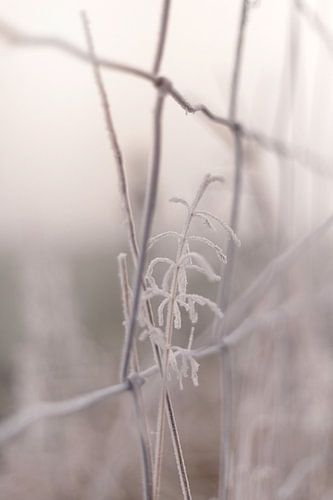 Lonely blade of winter grass along the meadow