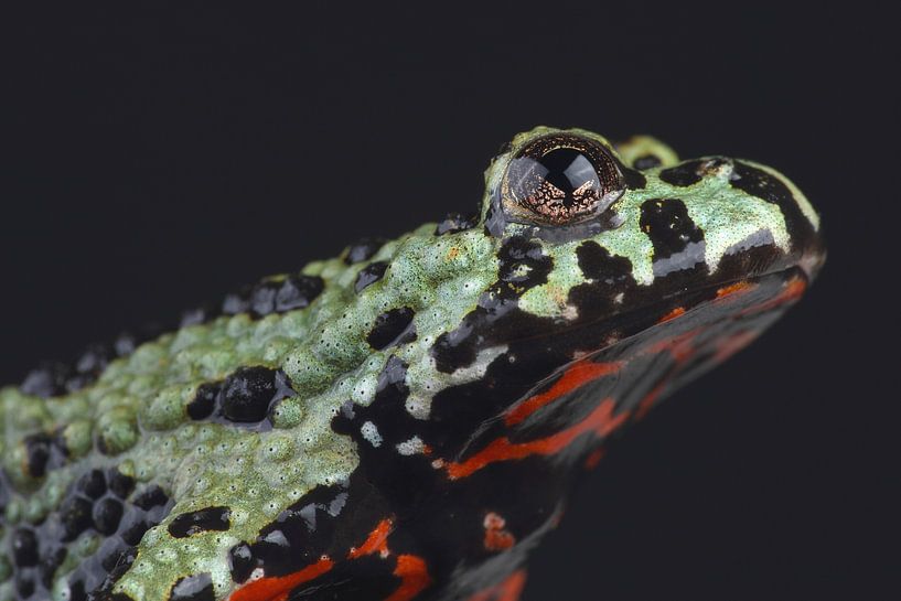 Oriental Fire-bellied Toad (Bombina orientalis) by Ronald Pol