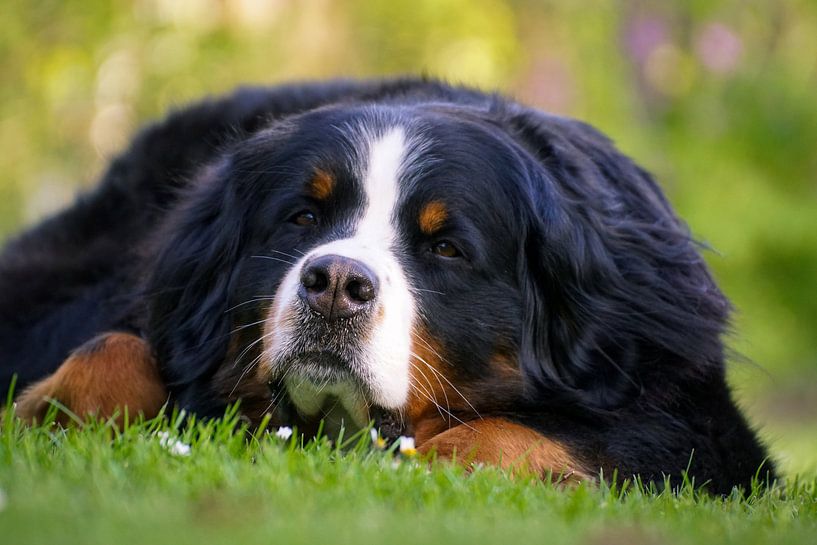 Berner Sennen par Marleen van den Boom