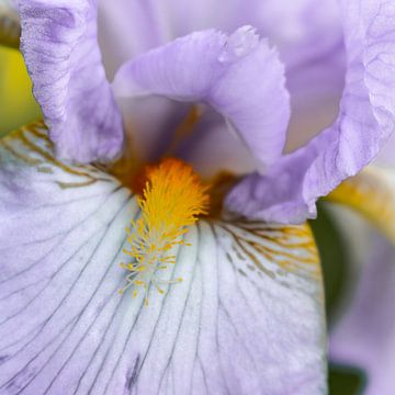 Iris - Zwaardlelie van Mixed media vector arts