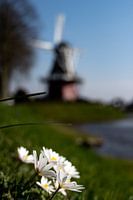 Daisies and Mill De Hoop: Nature and Heritage in Dokkum