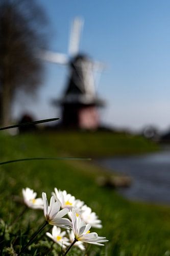 Les marguerites et le moulin De Hoop : la nature et le patrimoine à Dokkum sur Zuidfotograaf