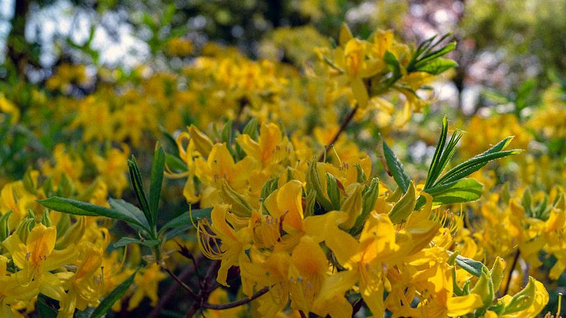 gelbe Blumen im botanischen Garten von Wageningen von ticus media