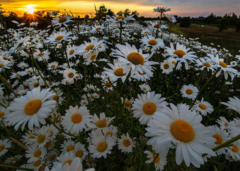 Wilde Gänseblümchen in der Abendsonne 6 von peterheinspictures