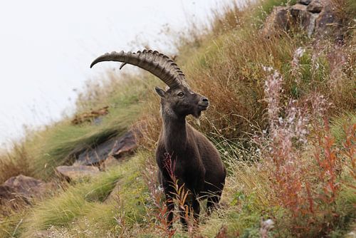 Steenbok (Capra ibex ibex) Alpen Aostadal, Italië