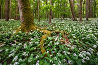 Wild garlic blossom in the Hainich by Daniela Beyer thumbnail