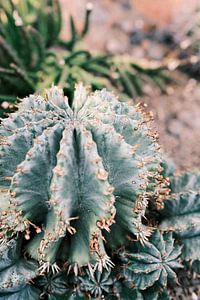 Cactus en gros plan dans une serre de jardin