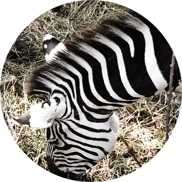 Zebra / Zèbre / van melissa demeunier