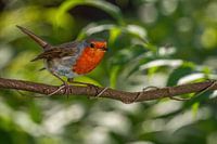 Robins