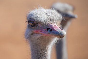 Struisvogel met zwoele blik van Roelinda Tip