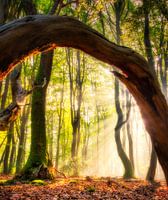 Zonnestralen door een boog van hout