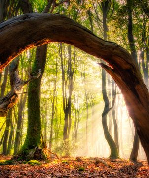 Rayons de soleil à travers une arche de bois sur Jaimy Leemburg Fotografie