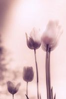 Een vleugje emotie - sfeervolle bloemenzee van tulpen in stille rouw