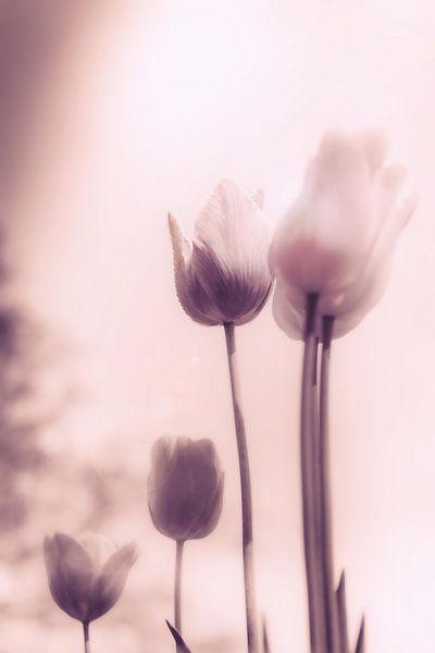 Hoffnung, Trauer, Emotionen - stimmungsvolles Blumenmeer aus Tulpen von Jakob Baranowski - Photography - Video - Photoshop