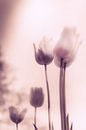 Hoffnung, Trauer, Emotionen - stimmungsvolles Blumenmeer aus Tulpen von Jakob Baranowski - Photography - Video - Photoshop Miniaturansicht