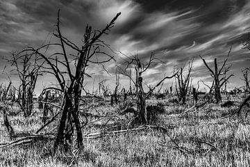 burnt trees by Dieter Walther