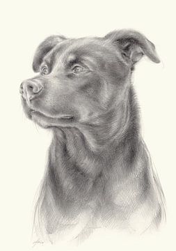 Zeus 1. Hundeportrait, Bleistiftzeichnung von Heidemuellerin