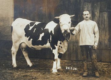 Photographie vache fermier fier bovin sur Michael Godlewski
