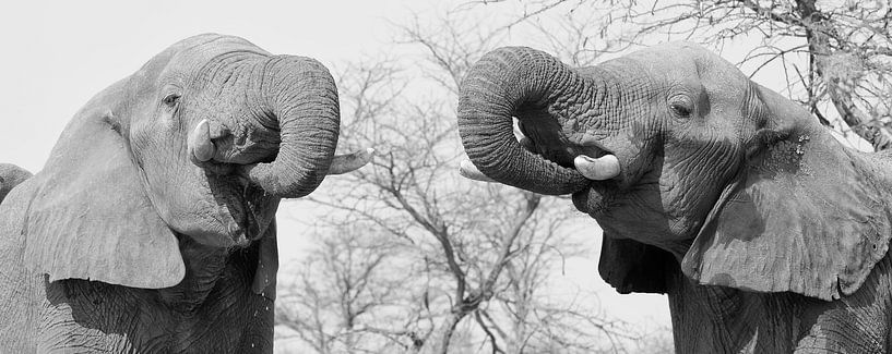 Synchroon drinken by Ellen van Schravendijk