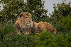 lions mâles couchés sur M. B. fotografie