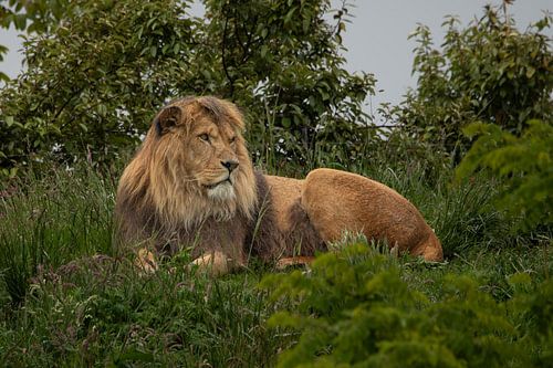 lions mâles couchés sur M. B. fotografie