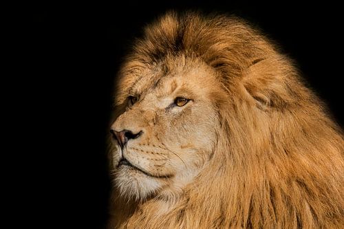 Lion, male. Portrait.