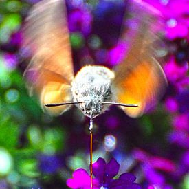 Honingdrinkende kolibrievlinder  van Kees Martijn Nix