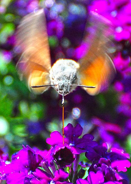 Honingdrinkende kolibrievlinder  van Kees Martijn Nix