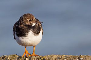 Steenloper von Edwin Nagel