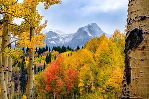 Colorado Landscape Picture - Aspen Forest Photo, Ouray Colorado Photography, Fine Art Print, Rocky Mountain Photography