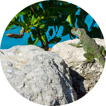 USA, Florida, reusachtig groen leguaan reptiel zittend op grote rotsen van adventure-photos