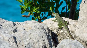 USA, Florida, reusachtig groen leguaan reptiel zittend op grote rotsen van adventure-photos