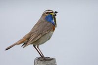 Bluethroat with dragonfly
