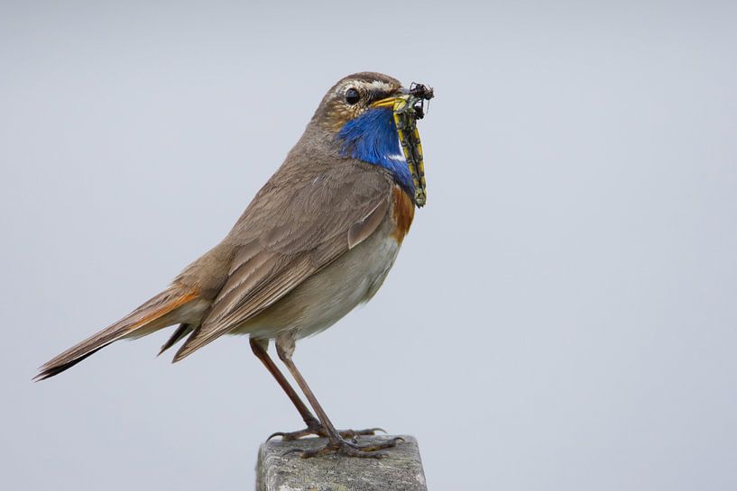 Bluethroat with dragonfly by Click it Fotografie