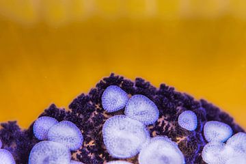 Jellyfish Constellations by LISA DC