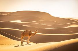 Enkele dromedaris tussen zandduinen in de Sahara, Marokko van René Wiegmink