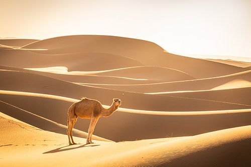 Ein Dromedar zwischen den Sanddünen der Sahara, Marokko