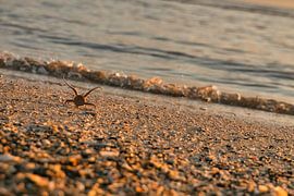 On the beach of Blåvand at sunset by the sea by Martin Köbsch