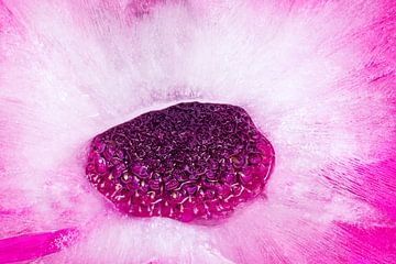 Icy anemone van Monika Scheurer