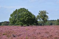 Tafelbergheide in Blaricum staat in bloei met paarse heide
