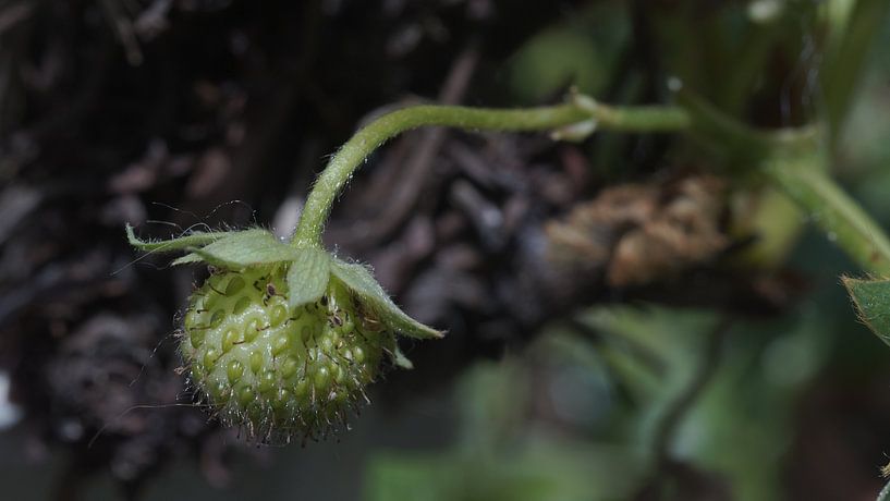 Budding strawberry by Customvince | Vincent Arnoldussen