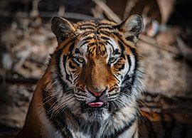 Close-up of a Siberian tiger